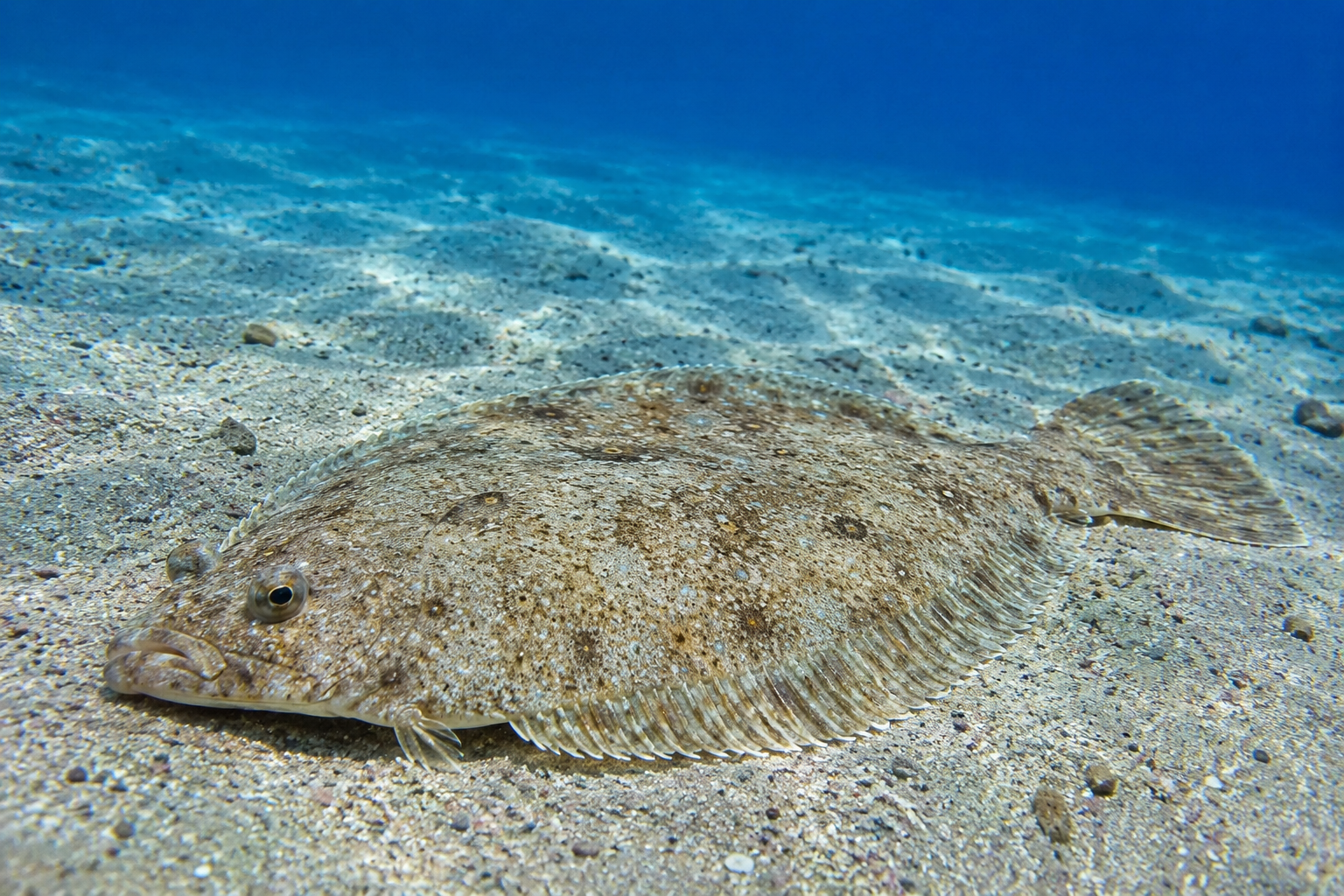 Lenguado (Flounder) — Pacific Protein Group