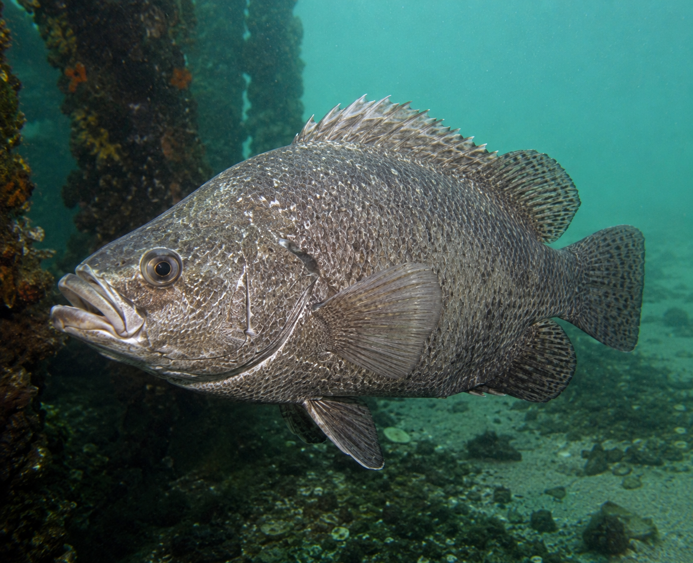 Berrugate (Tripletail) — Pacific Protein Group